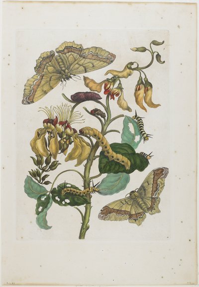 Raupen, Schmetterlinge und Blume, 1705-71 von Maria Sibylla Merian